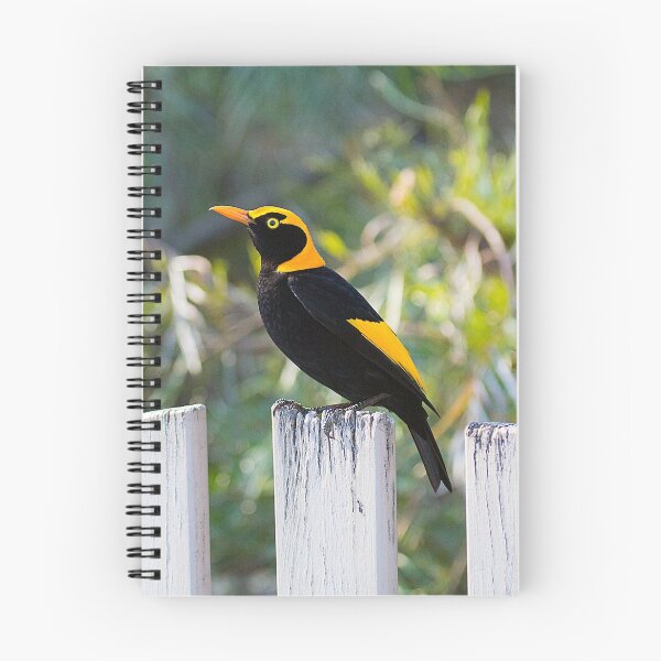 Item preview, Regent Bower Bird, Lamington National Park, Australia designed and sold by Richard  Windeyer.