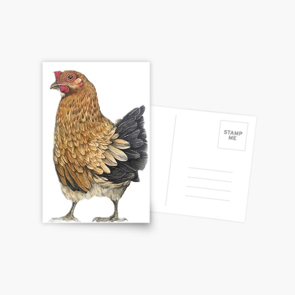 Hen for broth. Postcard