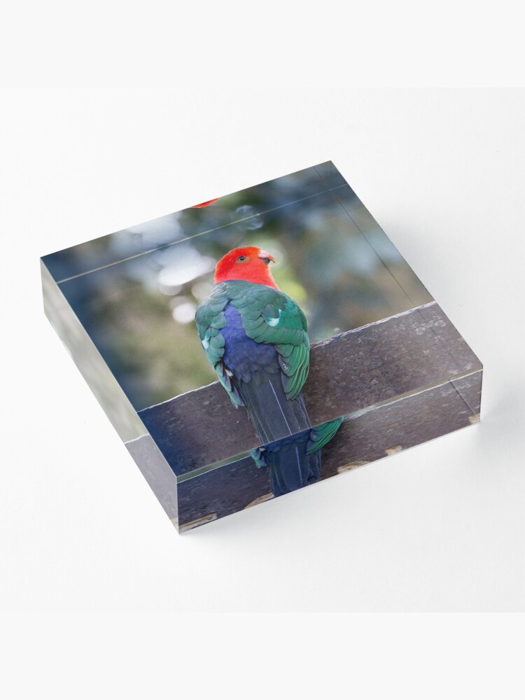 Alternate view of King Parrot - Lamington National Park, Australia Acrylic Block