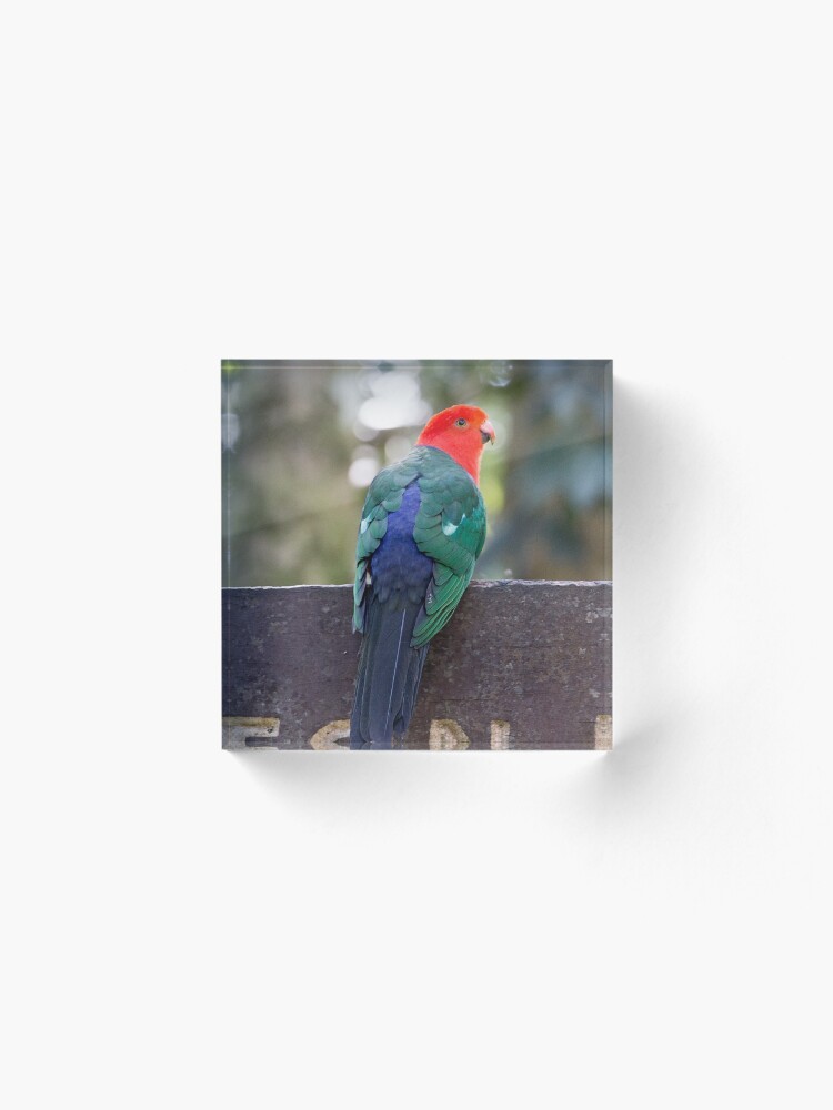 Alternate view of King Parrot - Lamington National Park, Australia Acrylic Block