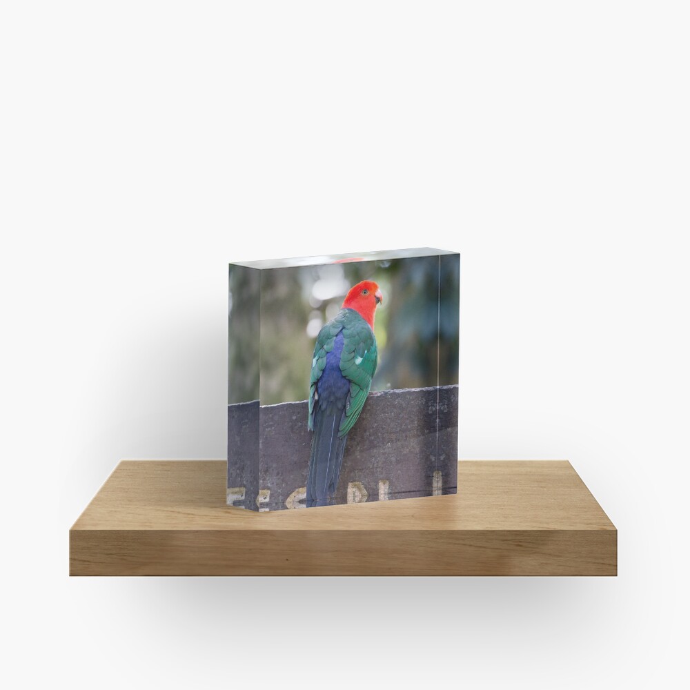 King Parrot - Lamington National Park, Australia Acrylic Block