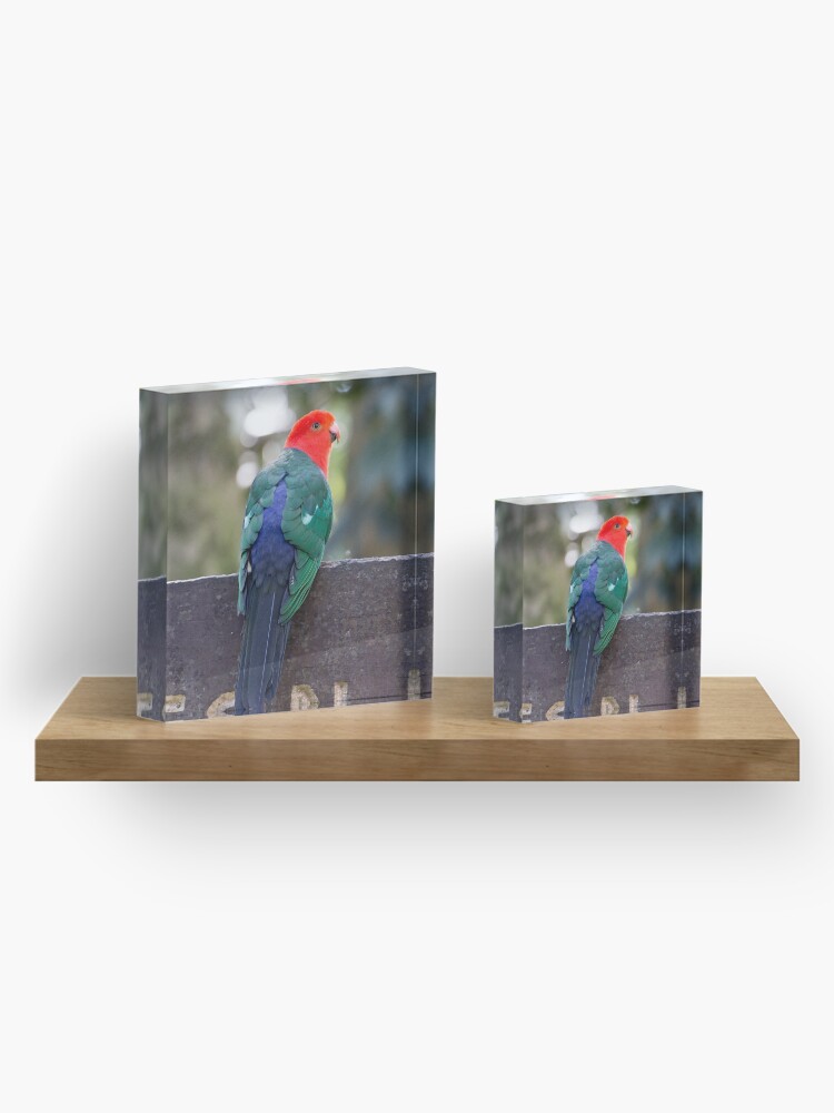 Alternate view of King Parrot - Lamington National Park, Australia Acrylic Block