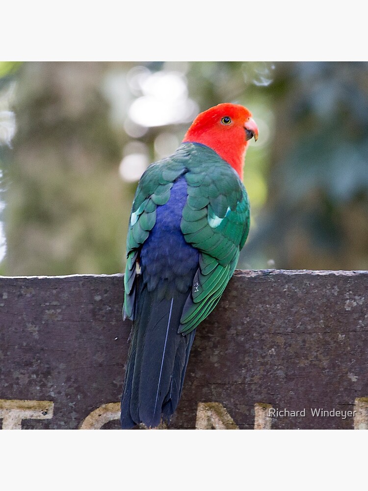 King Parrot - Lamington National Park, Australia by RICHARDW