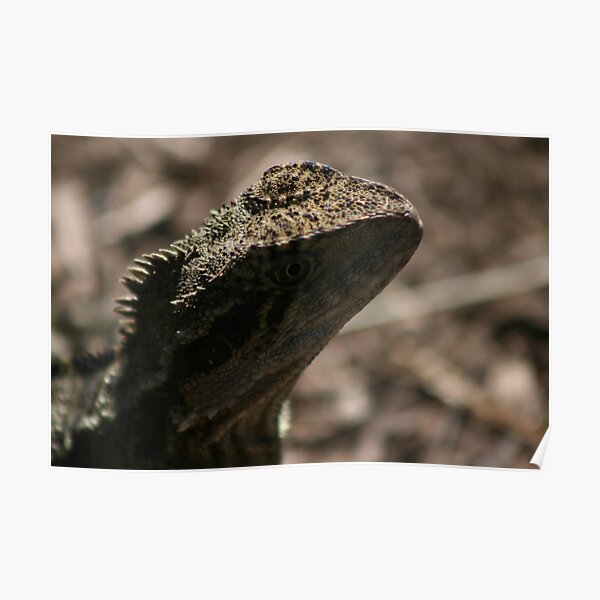 Physignathus lesueurii Poster