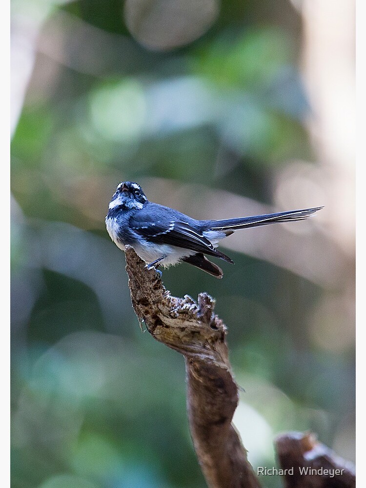 Grey Fantail, Lamington National Park, Australia by RICHARDW