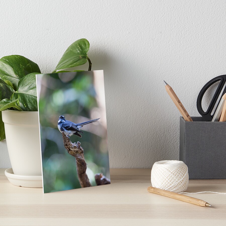Grey Fantail, Lamington National Park, Australia Art Board Print