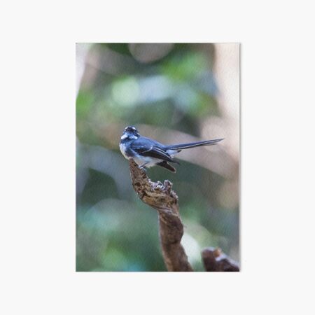 Grey Fantail, Lamington National Park, Australia Art Board Print