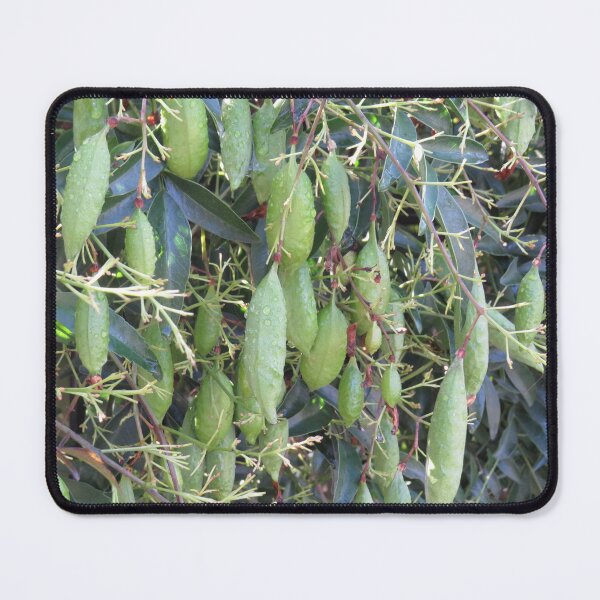 Item preview, Wonga wonga vine pods designed and sold by greentiger1.