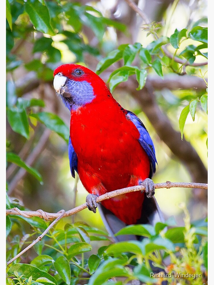 Crimson Rosella, Lamington National Park, Australia by RICHARDW