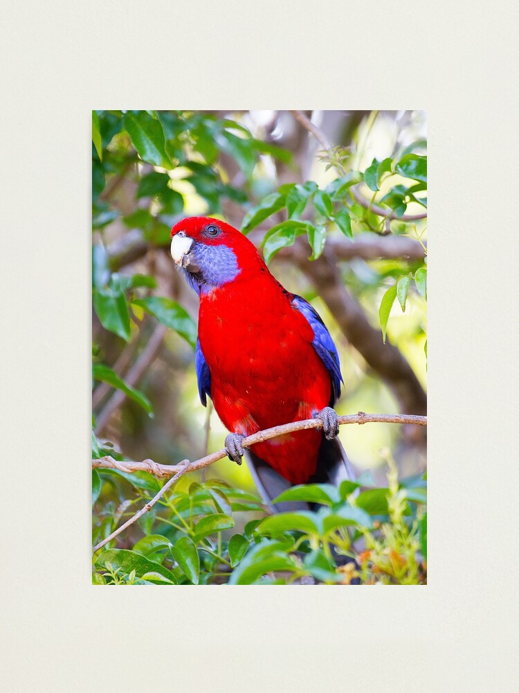 Alternate view of Crimson Rosella, Lamington National Park, Australia Photographic Print