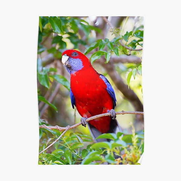 Crimson Rosella, Lamington National Park, Australia Poster