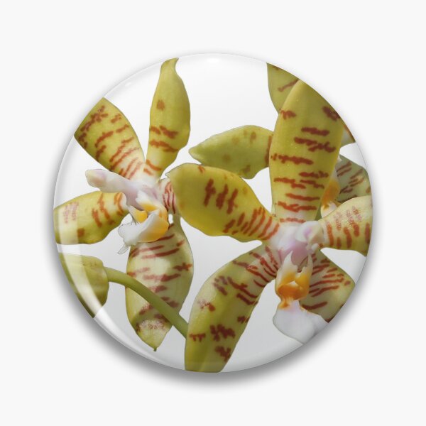 Item preview, Phalaenopsis fasciata  designed and sold by Floral-Art.
