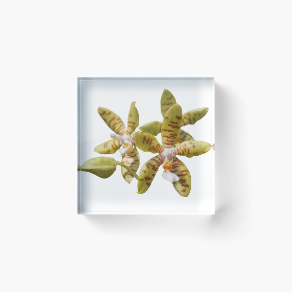 Item preview, Phalaenopsis fasciata  designed and sold by Floral-Art.