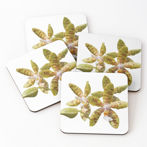 Item preview, Phalaenopsis fasciata  designed and sold by Floral-Art.