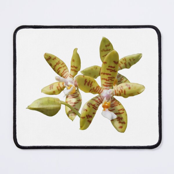 Item preview, Phalaenopsis fasciata designed and sold by Floral-Art.