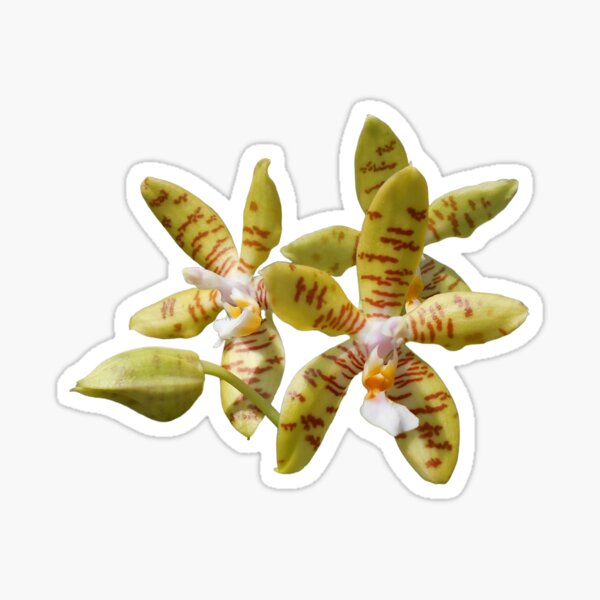 Item preview, Phalaenopsis fasciata  designed and sold by Floral-Art.