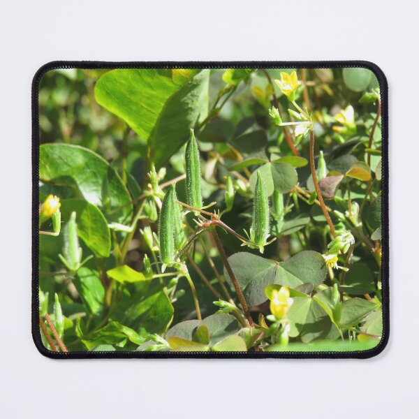 Item preview, Oxalis corniculata seed pods designed and sold by greentiger1.