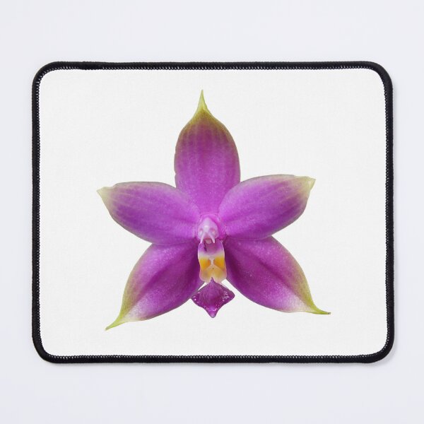 Item preview, Phalaenopsis violacea var sumatrana orchid designed and sold by Floral-Art.