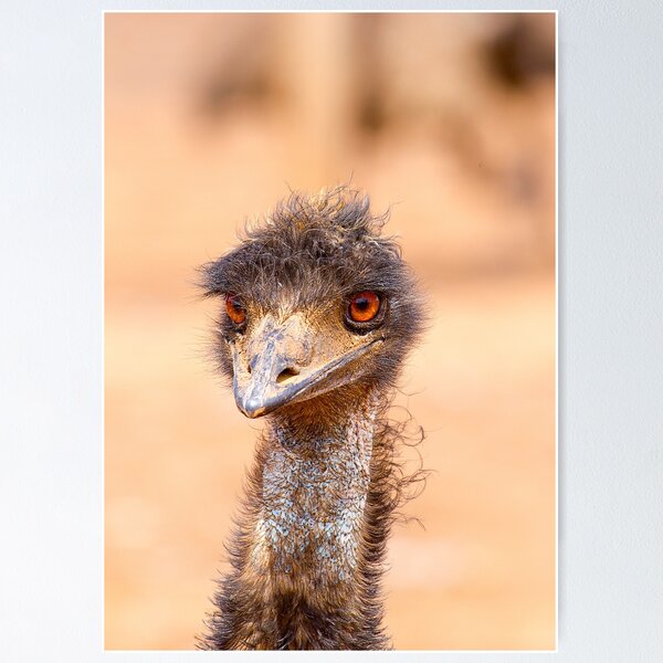 Emu Eyes Poster