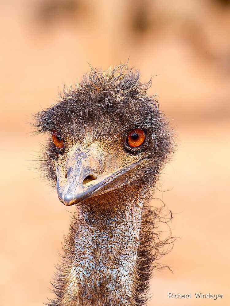 Emu Eyes by RICHARDW