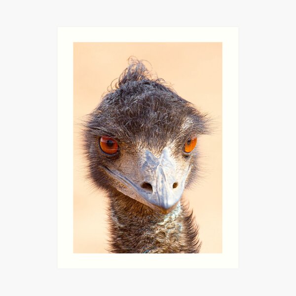 Emu Eyes Art Print