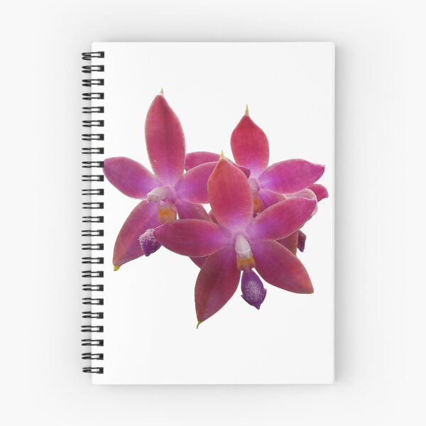 Item preview, Dark Pink Phalaenopsis Orchid Hybrid  designed and sold by Floral-Art.