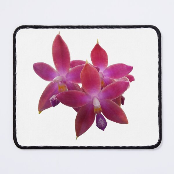 Item preview, Dark Pink Phalaenopsis Orchid Hybrid designed and sold by Floral-Art.