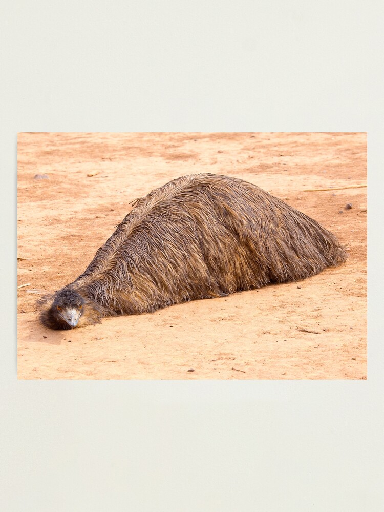 Alternate view of Flat Out Emu Photographic Print
