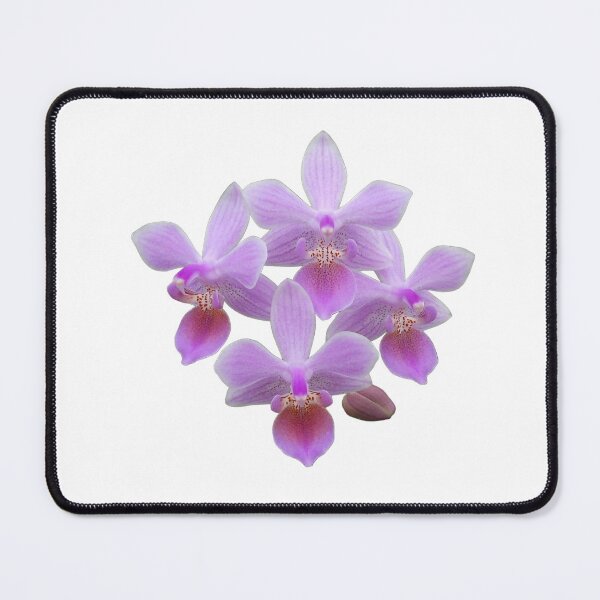 Item preview, Phalaenopsis lindenii orchid designed and sold by Floral-Art.