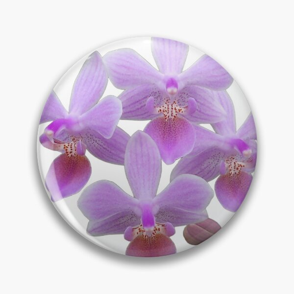 Item preview, Phalaenopsis lindenii orchid designed and sold by Floral-Art.