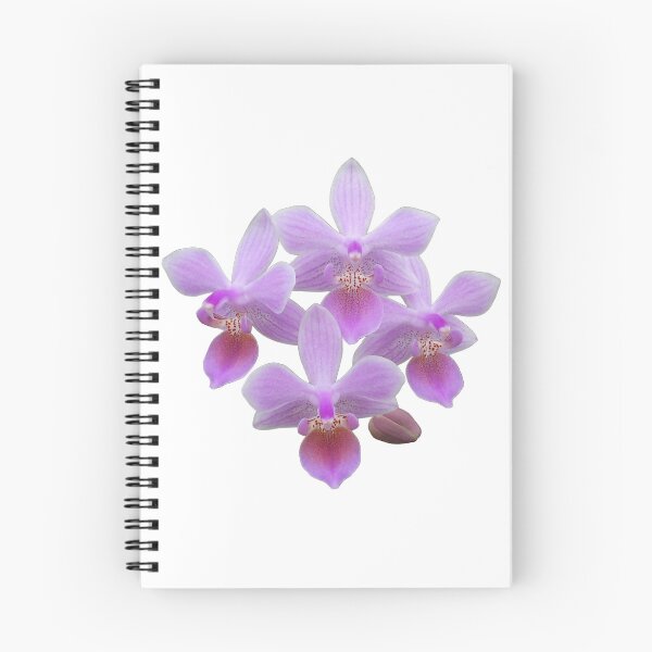 Item preview, Phalaenopsis lindenii orchid designed and sold by Floral-Art.