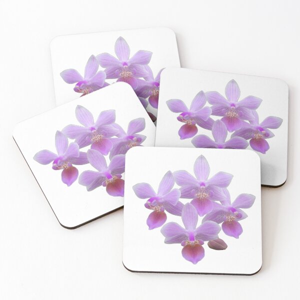 Item preview, Phalaenopsis lindenii orchid designed and sold by Floral-Art.