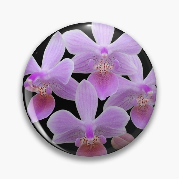 Item preview, Phalaenopsis lindenii (black background) designed and sold by Floral-Art.