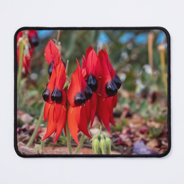 Item preview, Sturt's Desert Pea, Outback South Australia designed and sold by Andrew Goodall.