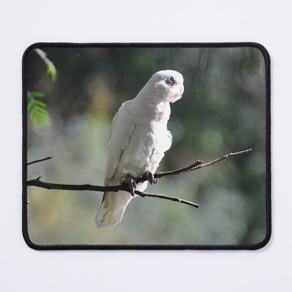 Item preview, Cockatoo, Parramatta, Australia 20190408 designed and sold by muz2142.