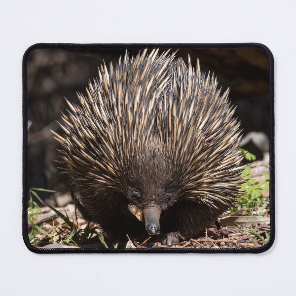 Item preview, Echidna, Flinders Ranges, South Australia designed and sold by Andrew Goodall.