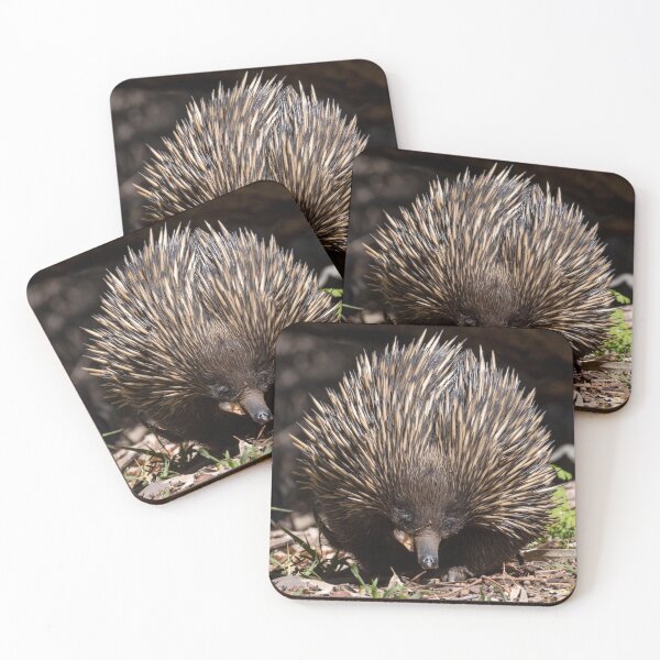 Item preview, Echidna, Flinders Ranges, South Australia designed and sold by Andrew Goodall.