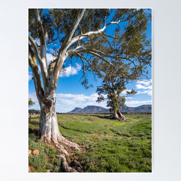 Item preview, Flinders Ranges, South Australian Landscape designed and sold by Andrew Goodall.