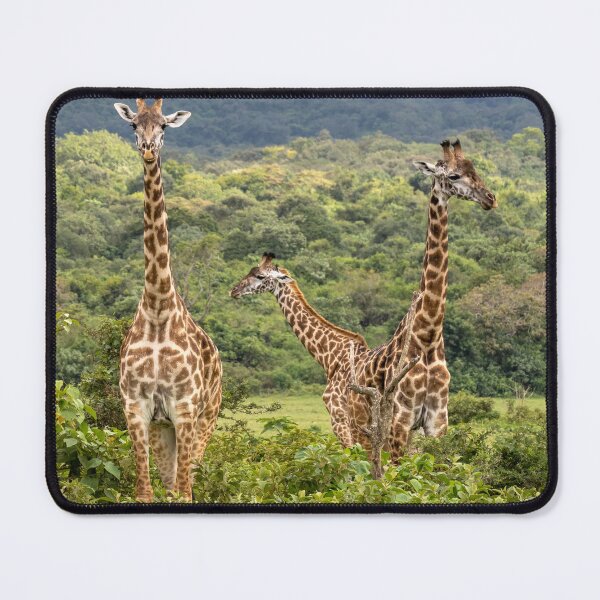 Item preview, Girraffes, Arusha National Park, Tanzania designed and sold by Andrew Goodall.