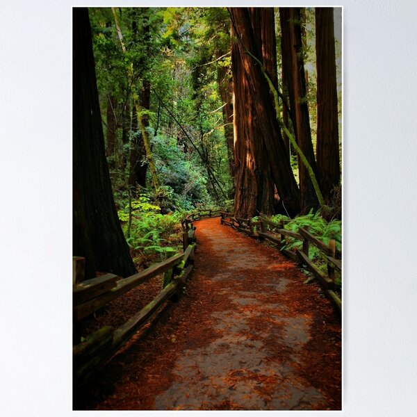 Item preview, Walk Through Redwoods designed and sold by Barbara  Brown.