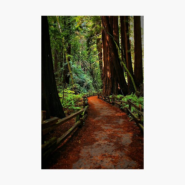 Item preview, Walk Through Redwoods designed and sold by Barbara  Brown.