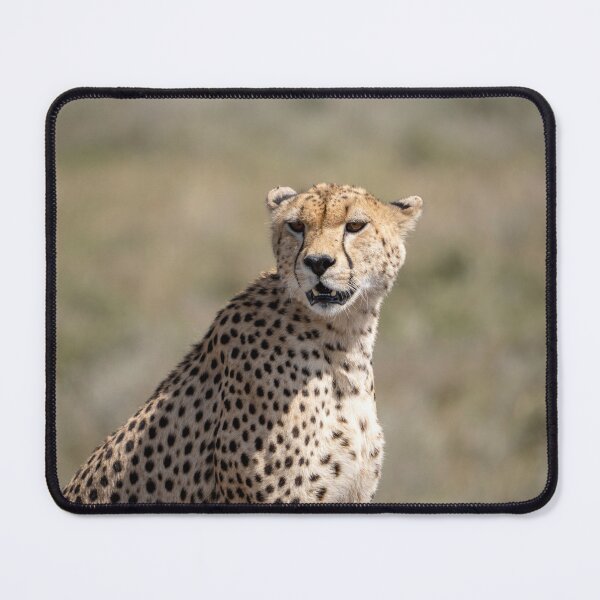 Item preview, Cheetah Close-Up, Serengeti National Park designed and sold by Andrew Goodall.