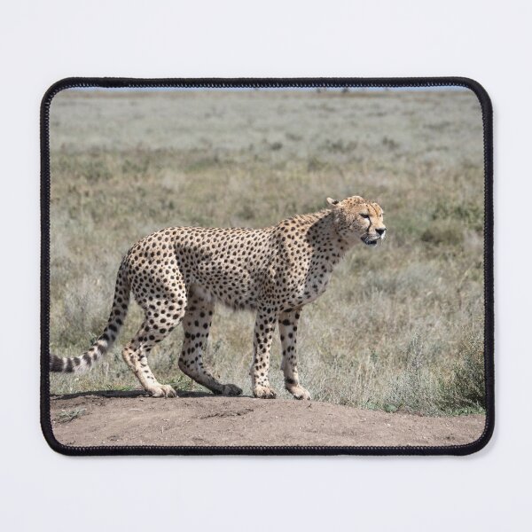 Item preview, Cheetah on the Serengeti, Tanzania designed and sold by Andrew Goodall.