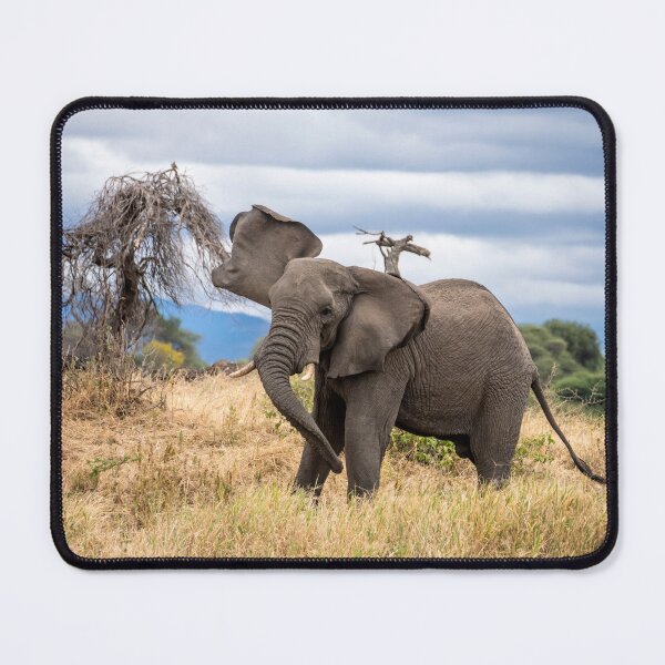 Item preview, Elephant Waving At The Camera, Tarangire National Park, Tanzania designed and sold by Andrew Goodall.