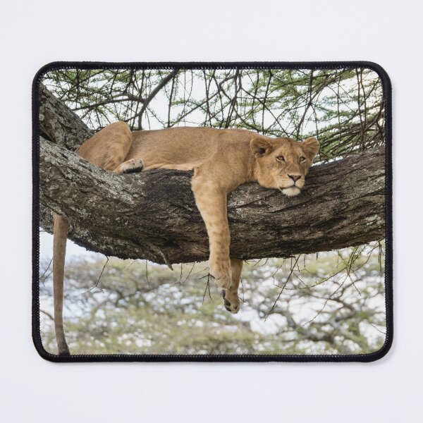 Item preview, Lion Around: African Lion Up A Tree designed and sold by Andrew Goodall.