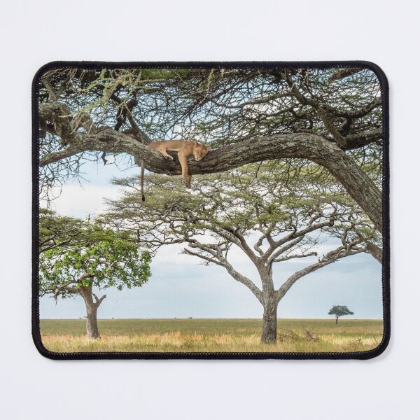 Item preview, Serengeti Lion, African Wildlife Photography designed and sold by Andrew Goodall.