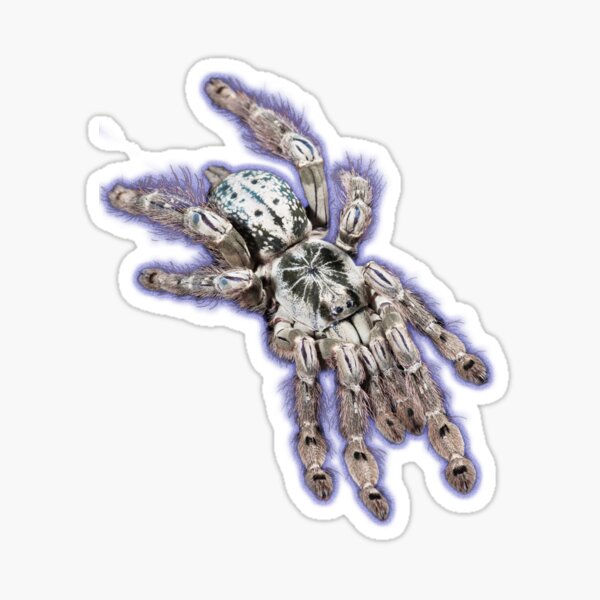 Item preview, Togo Starburst Baboon Tarantula  designed and sold by abowlofsoda.