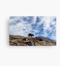 Pensive Yak Metal Print