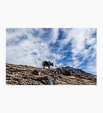 Pensive Yak Photographic Print