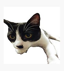 Mr Hitler Kitty - Sticker Photographic Print